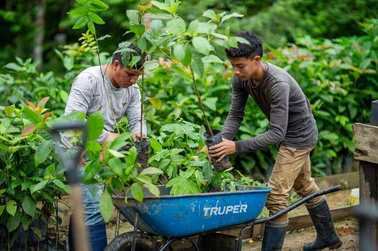 reforestation in the amazon rainforest