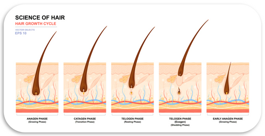 Understanding the Hair Growth Cycle